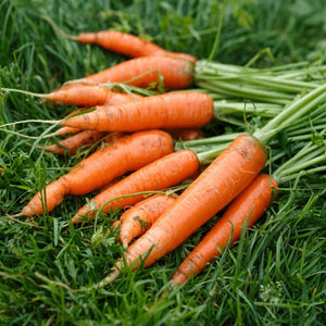 Carrot Extract